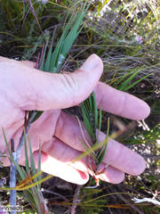 Pentameris obtusifolia