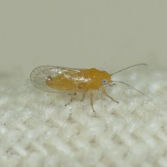 Heteropsylla
