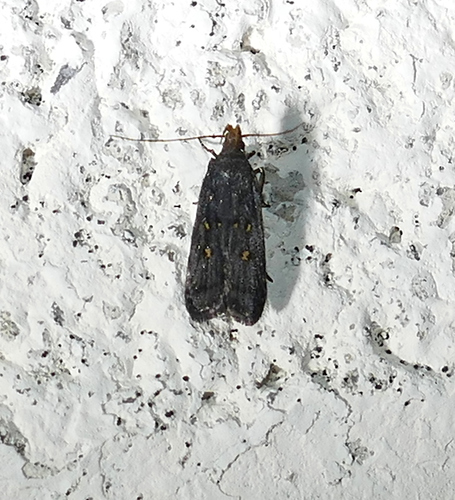 Dichomeris agonia photo 4