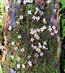 Olea capensis macrocarpa