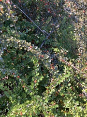 Cotoneaster hjelmqvistii