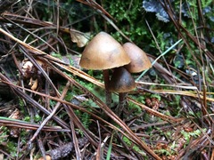 Psilocybe aucklandiae