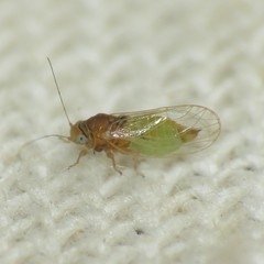 Heteropsylla