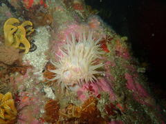 Pseudactinia flagellifera