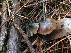 Psilocybe aucklandiae
