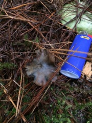 Psilocybe aucklandiae