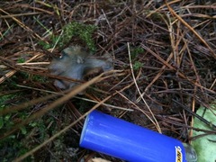 Psilocybe aucklandiae