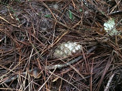 Psilocybe aucklandiae