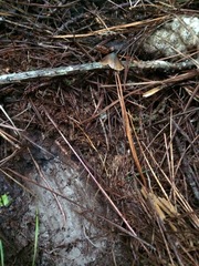 Psilocybe aucklandiae