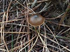 Psilocybe aucklandiae