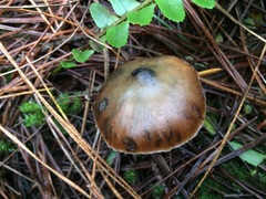 Psilocybe aucklandiae