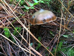 Psilocybe aucklandiae