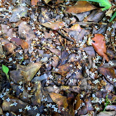 Olea capensis macrocarpa