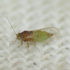 Heteropsylla
