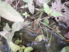 Epipedobates anthonyi