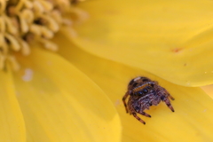 Phidippus