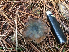 Psilocybe aucklandiae