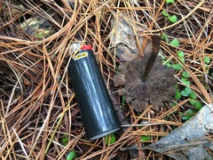 Psilocybe aucklandiae