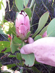Protea stokoei
