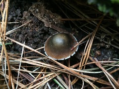 Psilocybe aucklandiae
