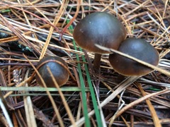 Psilocybe aucklandiae
