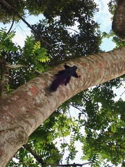 Ratufa bicolor