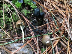Psilocybe aucklandiae