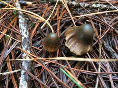 Psilocybe aucklandiae