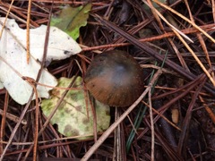 Psilocybe aucklandiae
