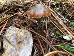 Psilocybe aucklandiae