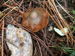 Psilocybe aucklandiae
