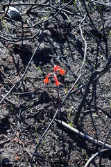 Cyrtanthus angustifolius