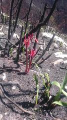 Cyrtanthus angustifolius