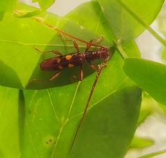 Asynapteron glabriolum