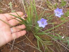 Aristea pusilla