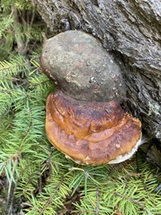 Fomitopsis schrenkii