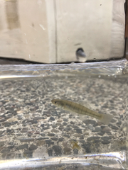 Fundulus diaphanus menona