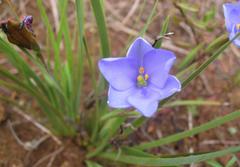 Aristea pusilla