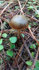 Psilocybe aucklandiae