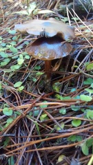 Psilocybe aucklandiae