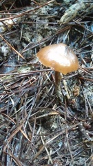 Psilocybe aucklandiae
