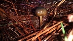 Psilocybe aucklandiae