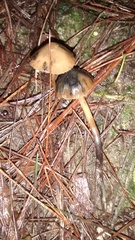 Psilocybe aucklandiae