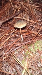 Psilocybe aucklandiae