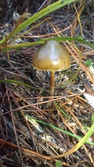 Psilocybe aucklandiae