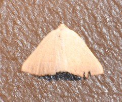 Taeniogramma mendicata