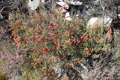 Erica versicolor