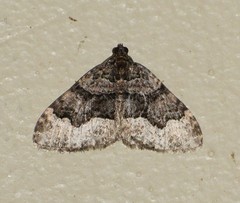 Euphyia swetti
