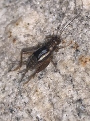 Eunemobius carolinus