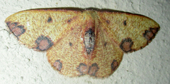 Celidomphax rubrimaculata